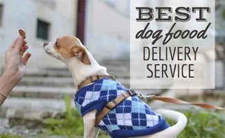 Best food for gassy sale dogs