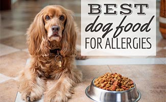 Cocker spaniel sitting next to bowl of dog food (Caption: Best Dog Food For Allergies)