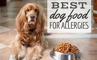 Brown dog laying next to a bowl of dog food (Caption: Best Dog Food For Allergies)