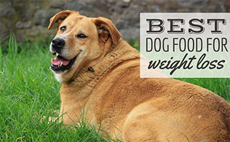 Overweight lab in grass (caption: Best Dog Food for Weight Loss)