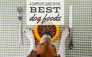 Dog eating food out of bowl with silverware (caption: A Complete Guide To The Best Dog Foods)