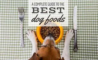 Dog eating food out of bowl with silverware (Caption: A Complete Guide To The Best Dog Foods)