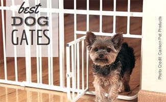 Yorky dog walking through baby gate (Caption: Best Dog Gates)