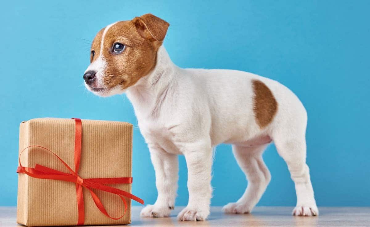 Small spotted dog standing next to wrapped gift blue background