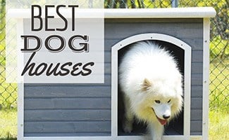 Dog walking out of dog house (caption: Best Dog Houses)