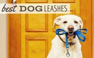 Dog with leash in his mouth (Caption: Best Dog Leashes)