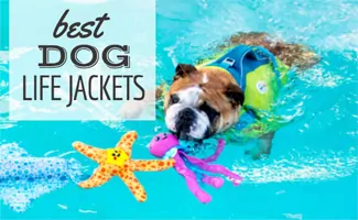 Dog swimming in pool with life jacket (Caption: Best dog life jackets)