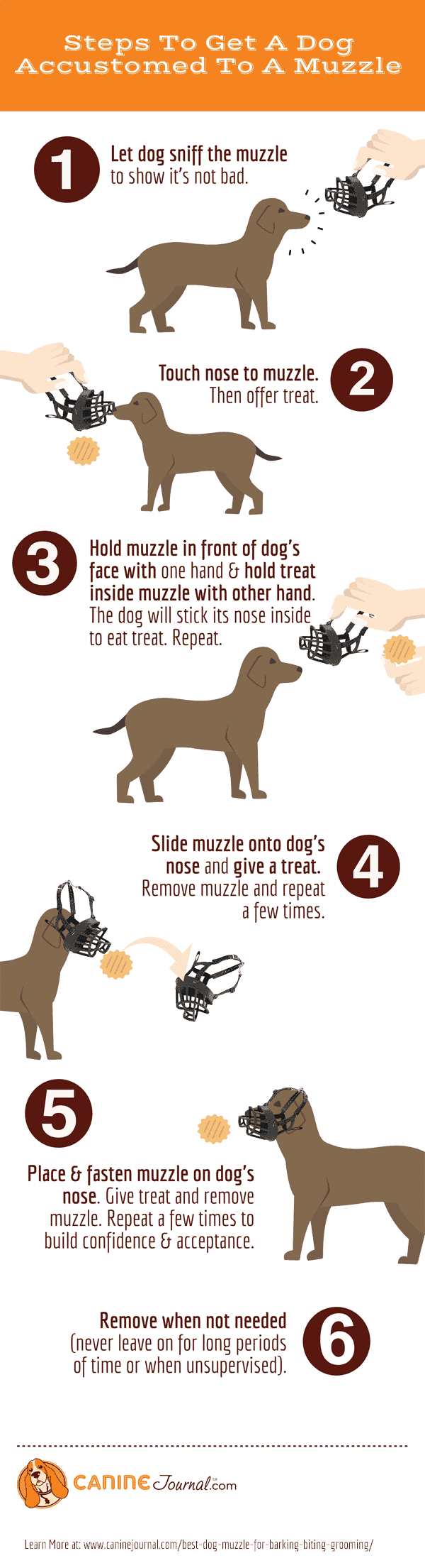 Infographic: Getting dog accustomed to a muzzle