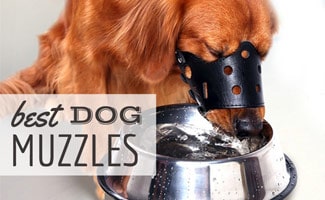 Dog with muzzle on eating out of bowl (Caption: Best Dog Muzzles)