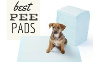 potty pads
