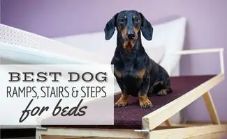 A dachshund dog, black and tan, sits on a home ramp (Caption: Best Dog Ramps, Stairs & Steps For Beds)