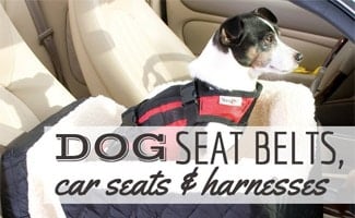 dog car seat belt restraint