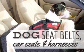 best car restraints for small dogs