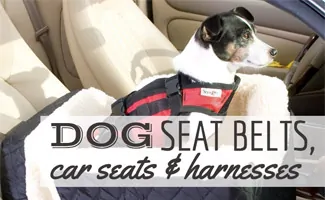 Dog sitting in front seat in car harness (Caption: Dog Seat Belts, car seats and harnesses)