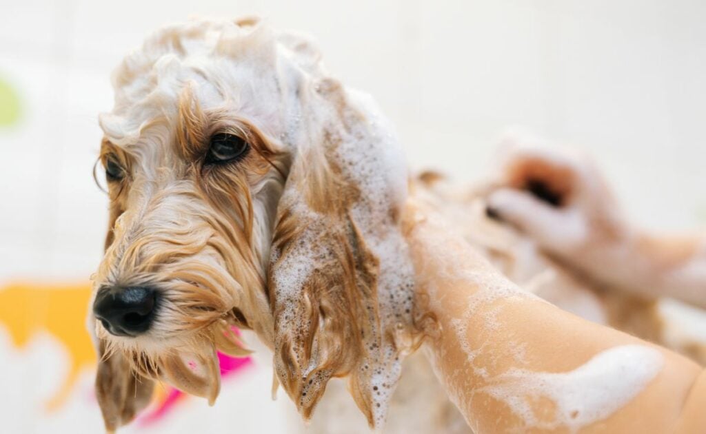 View of Best Dog Shampoo For Allergies: For Itchy Skin, Oatmeal, Medicated & More