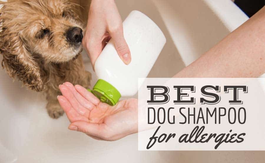 Best Dog Shampoo For Allergies For Itchy Skin, Oatmeal, Medicated