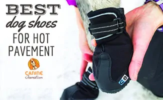 Dog's paw with a shoe on it (Caption: Best Dog Shoes For Hot Pavement)