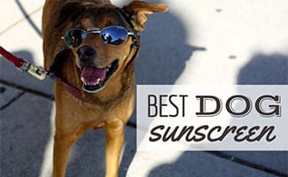 Dog with sunglasses sitting outside (caption: Best Dog Sunscreen)