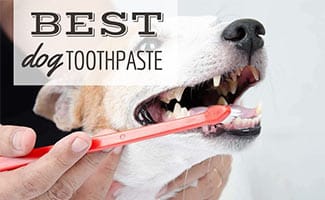 Dog getting teeth brushed (Caption: Best Dog Toothpaste)