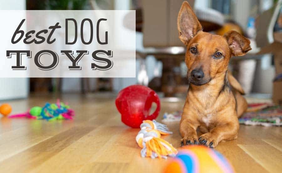 best mental stimulation toys for dogs