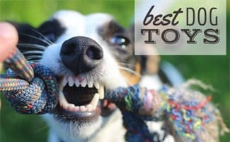 What Are The Best Dog Toys For 2020 