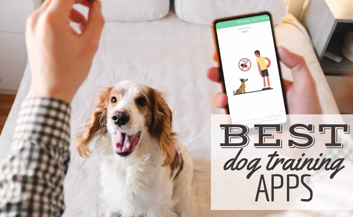 Aggressive Dog Training Tips Calming The Beast Canine Journal