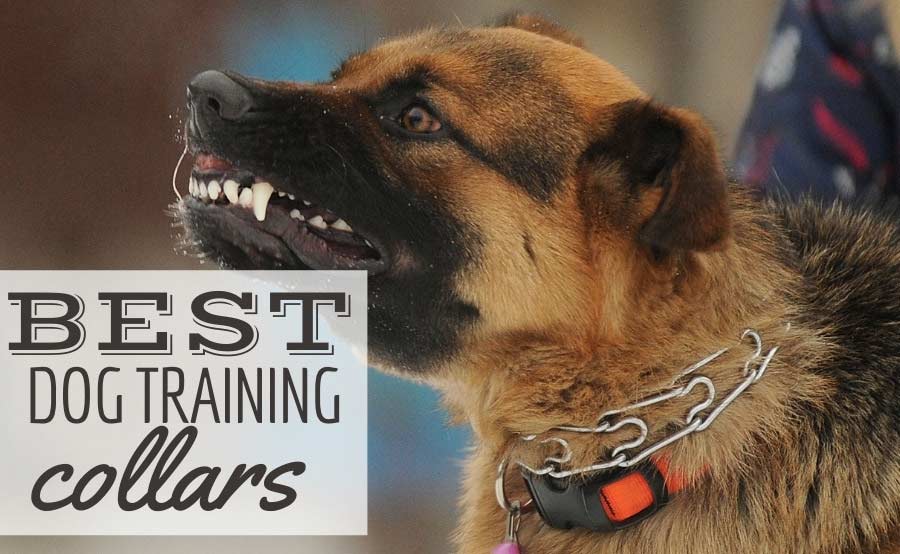 best dog training collar