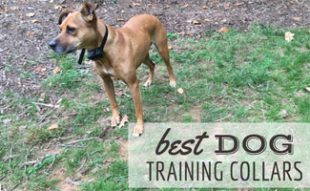 Best Dog Doors Liberate Your And Yourself By Type Dog With Training Collar Best Collars