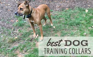 Dog wearing a training collar (Caption: Best Dog Training Collars)