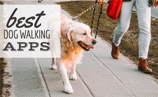 rover dog walking rates