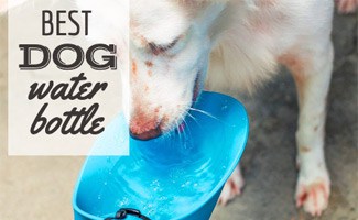 Dog drinking out of a water bowl (caption: Best Dog Water Bottle)