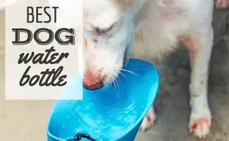 White dog drinking from dog water bottle (Caption: Best Dog Water Bottle)