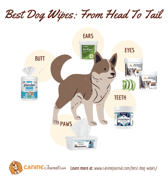 Best dog wipes infographic with products for each area of body