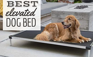 Golden Retriever laying on an elevated dog bed outside on a patio (Caption: Best Elevated Dog Bed)