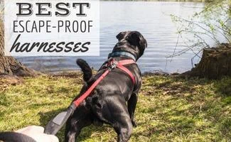 what is the best escape proof dog harness