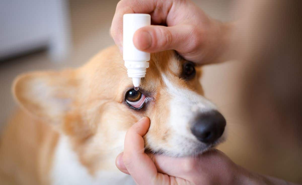 Close up of person putting eye drops in a Corgi's eye