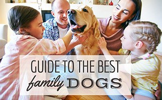 Family petting Golden dog (Caption: Guide To The Best Family Dogs)