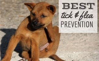 dog flea and tick control