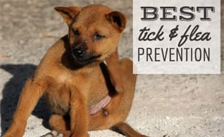 affordable flea and tick medicine for dogs