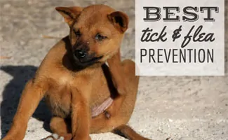 what is the best tick repellent for dogs