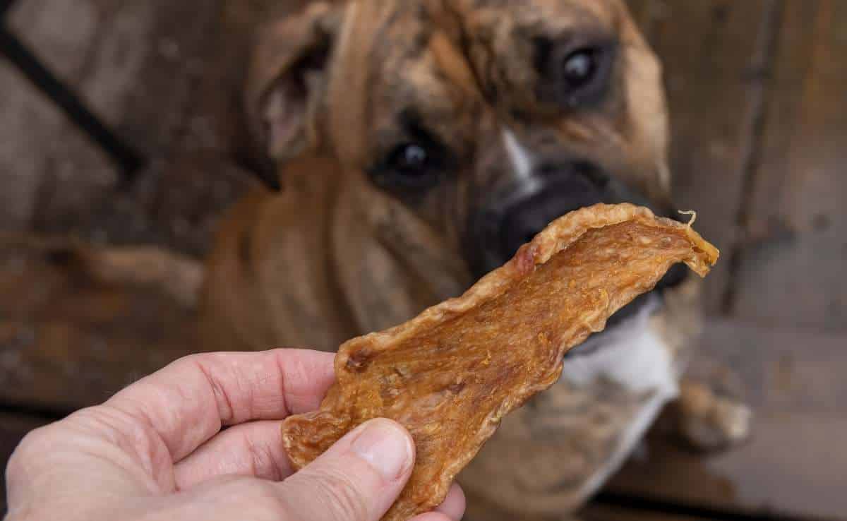 A dried chicken strip jerky treat being served to a dog during a training class.