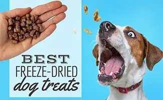 Hand with freeze-dried treats and dog eating them (caption: Best Freeze-Dried Dog Treats)