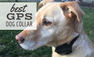 Yellow lab dog with tracking collar (Caption: Best GPS Dog Collar)