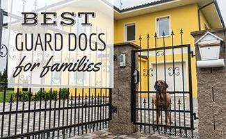 Dog standing at house gate (Caption: Best Guard Dogs For Families)