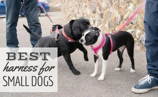 Two dogs on leashes with harnesses sniffing one another (Caption: Best Harness For Small Dogs)