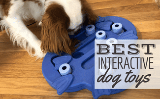 Cavalier King Charles Spaniel playing with interactive puzzle toy (Caption: Best Interactive Dog Toys)