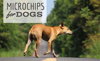 Microchipped Dog Walking: Microchips for Dogs