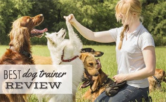 Female dog trainer working with a group of dogs in a field (Caption: Best Dog Trainer Review)