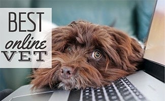 Dog laying on computer (caption: Best Online Vet)