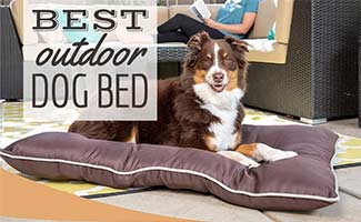 sizing a prong collar